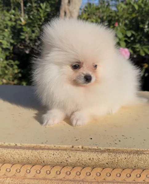 Dolcissimi cuccioli di Spitz di Pomerania con pedigree  | Foto 0