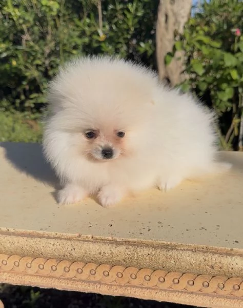 Dolcissimi cuccioli di Spitz di Pomerania con pedigree 