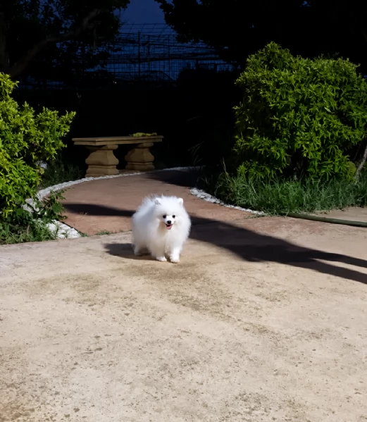 Disponibile maschietto di Pomerania con pedigree  | Foto 1