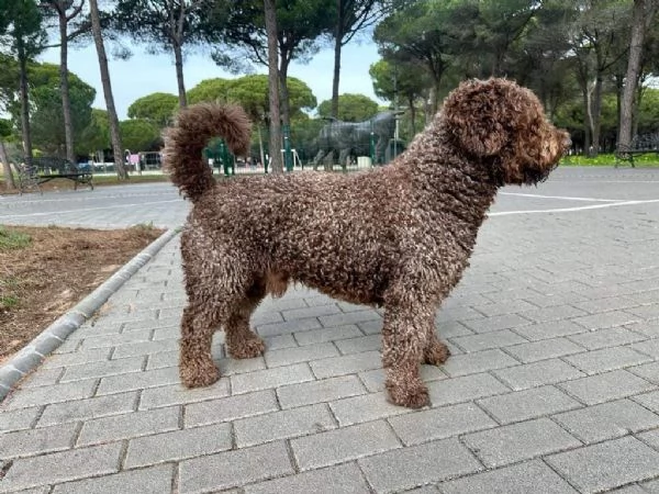 Perro De Agua