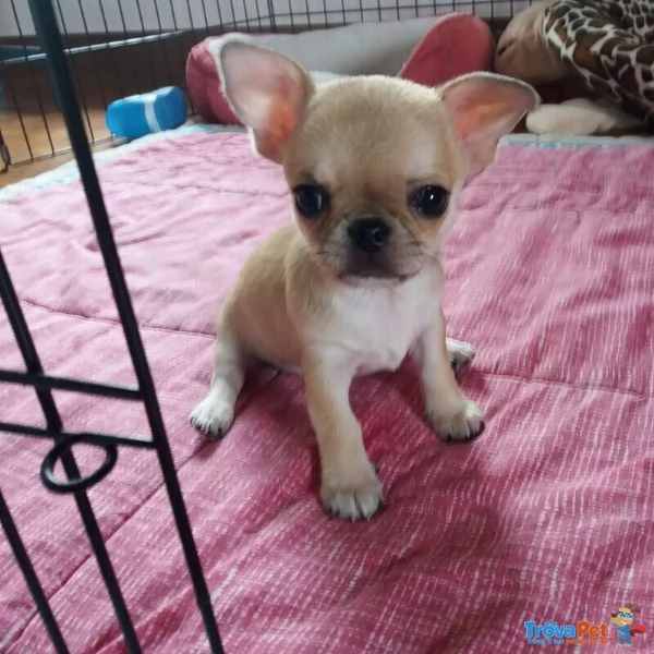 Regalo Chihuahua cuccioli