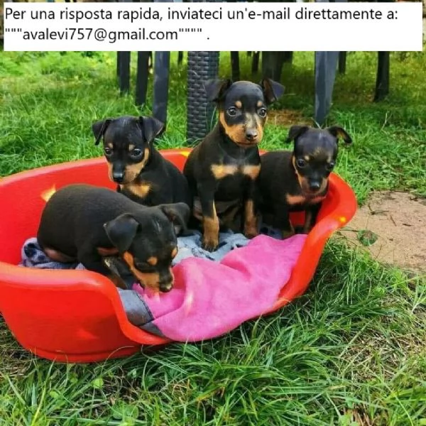 Cuccioli di Doberman Pinscher europeo