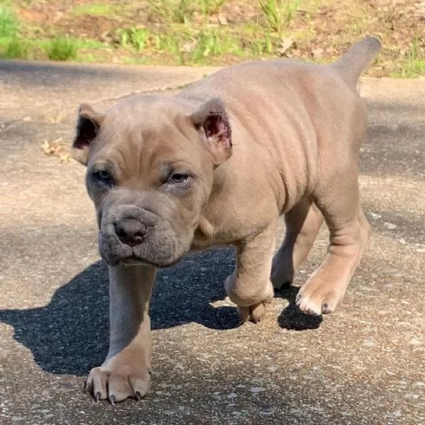 Sono nati dei bellissimi cuccioli di cane corso