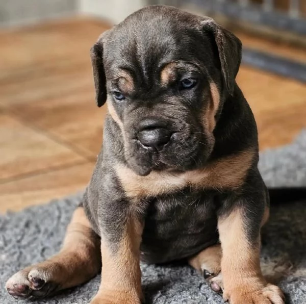 Sono nati dei bellissimi cuccioli di cane corso | Foto 0