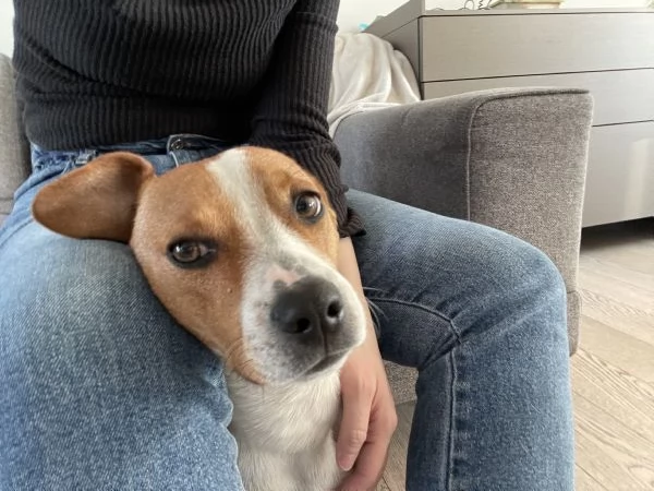 Cane dolcissimo | Foto 3