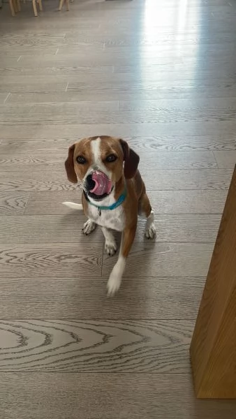 Cane dolcissimo | Foto 2