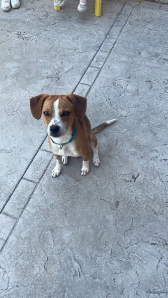 Cane dolcissimo | Foto 1