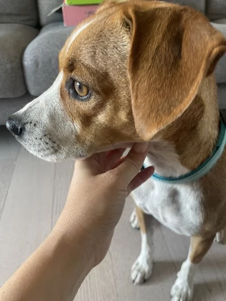 Cane dolcissimo | Foto 0