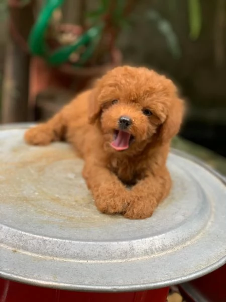 Cuccioli Barboncino toy