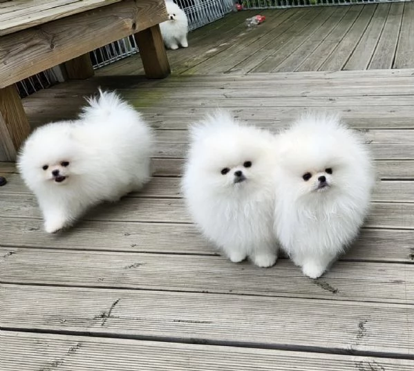 Pomerania cucciolo | Foto 0