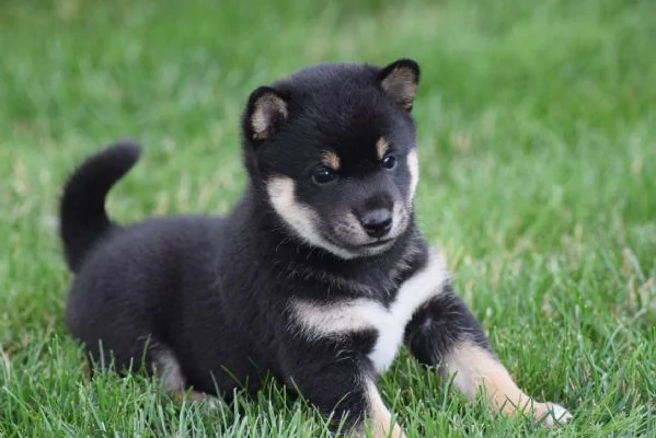 Cuccioli shiba inu