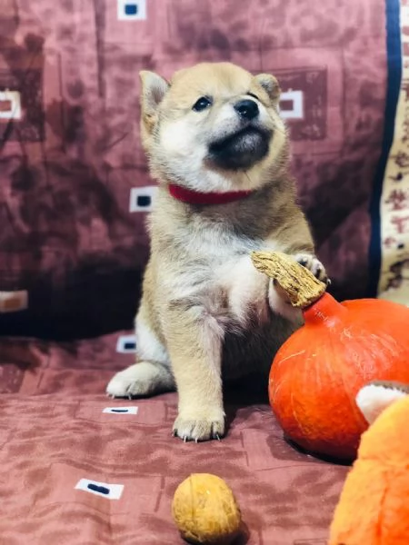 Cucciole di Shiba Inu
