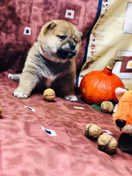 Cucciole di Shiba Inu | Foto 0