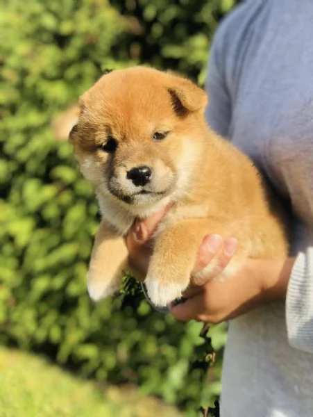 Cuccioli di shiba inu 3 mesi | Foto 0