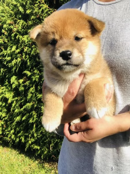 Cuccioli di shiba inu 3 mesi