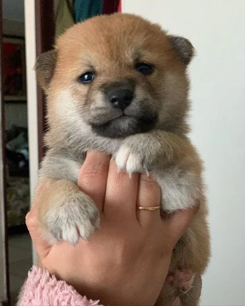 SHIBA INU cuccioli  | Foto 0