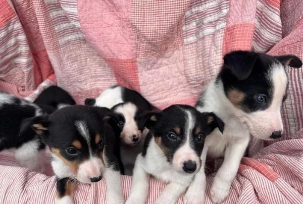 Regala dei cuccioli di Border Collie | Foto 1