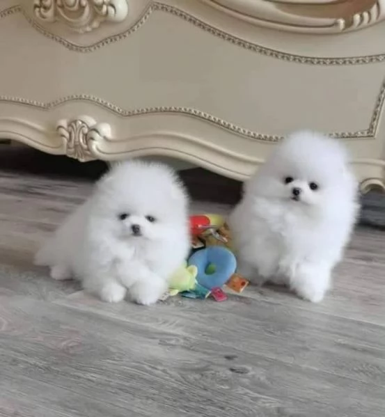 Volpino Pomerania Toy