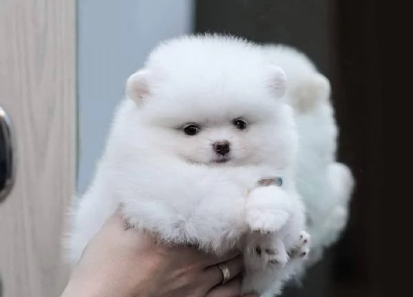 cuccioli di Lulu pomerania Toy