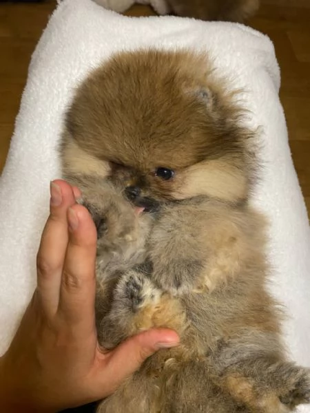bellissimi cuccioli di Pomerania di razza pura