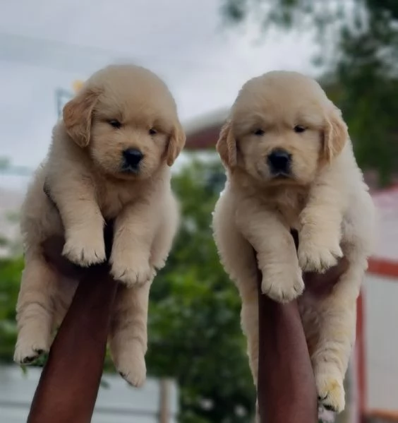 Cucciolo di Golden retrieve