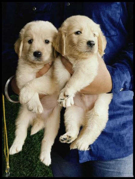 Cuccioli Golden retriever linea chiara inglese