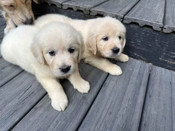 Cuccioli Golden Retriever Linea americana 