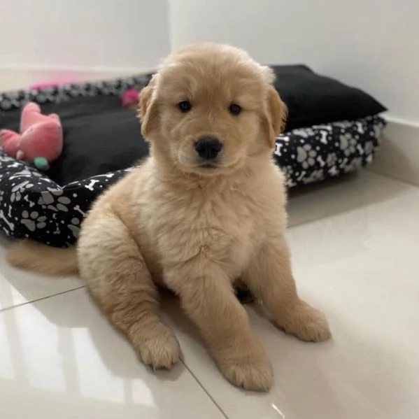 Due splendidi cuccioli di Golden retriever
