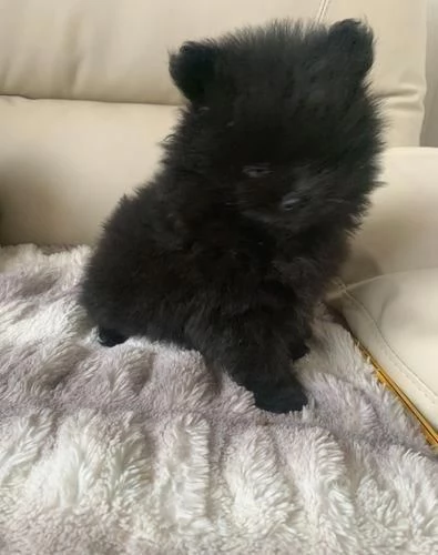Regalo Volpino Pomerania maschio e femmina | Foto 2