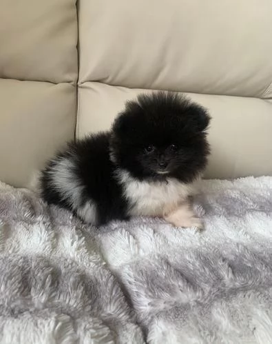 Regalo Volpino Pomerania maschio e femmina | Foto 1