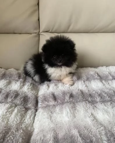 Regalo Volpino Pomerania maschio e femmina | Foto 0