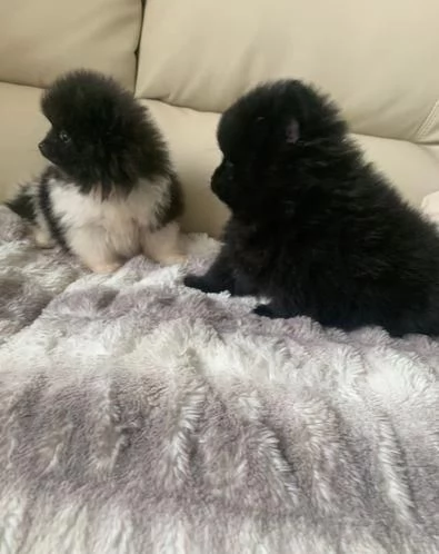 Regalo Volpino Pomerania maschio e femmina
