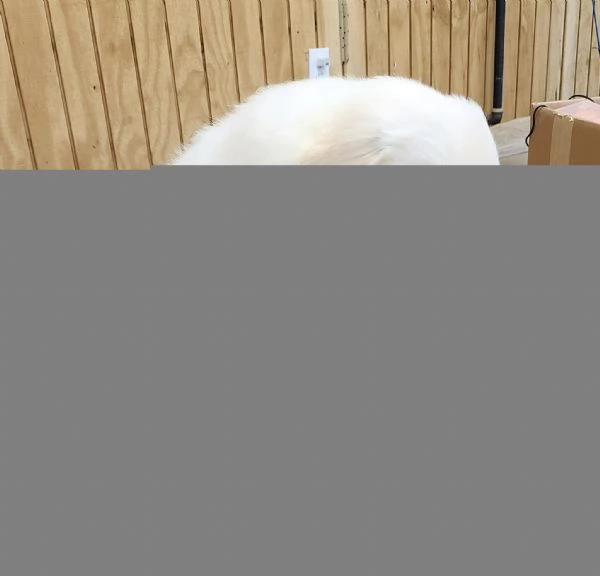 Disponibili cuccioli di Golden retriever