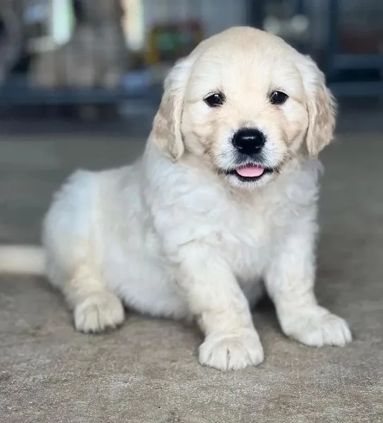 Cuccioli Golden Retriever