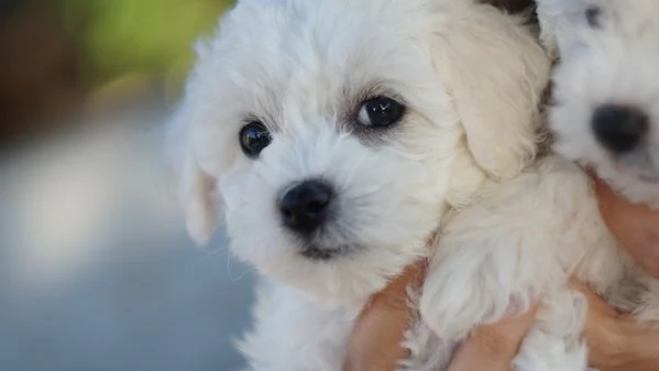 Cuccioli meravigliosi di bichon frise