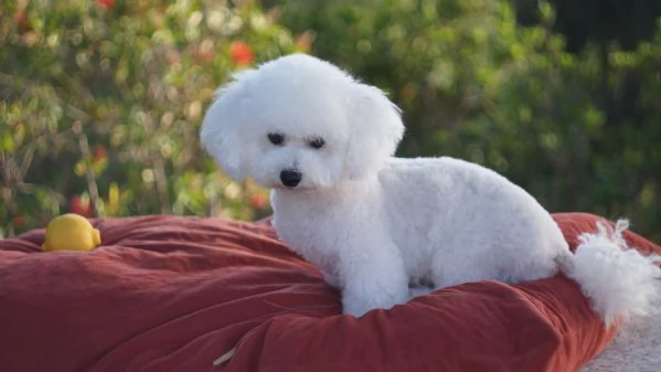 Cuccioli meravigliosi di bichon frise | Foto 6