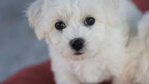 Cuccioli meravigliosi di bichon frise | Foto 5