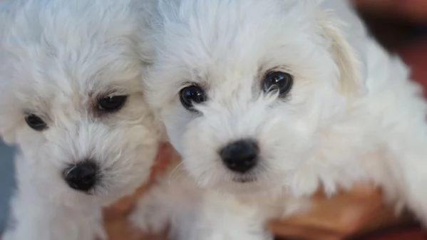 Cuccioli meravigliosi di bichon frise | Foto 4