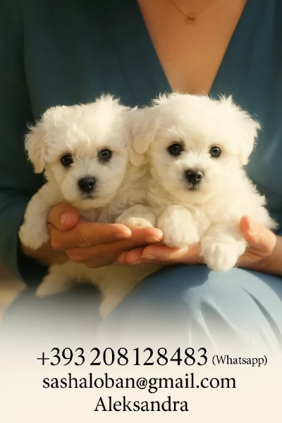 Bichon Frise