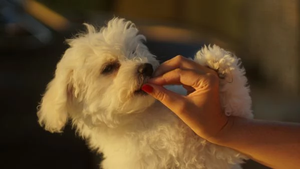 Cuccioli meravigliosi di bichon frise | Foto 3