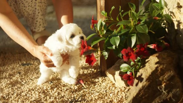 Cuccioli meravigliosi di bichon frise | Foto 2