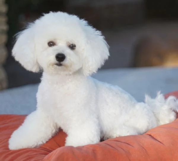 Bichon Frise | Foto 2