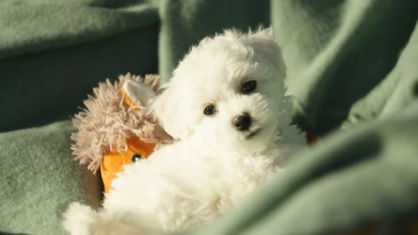 Cuccioli meravigliosi di bichon frise | Foto 1