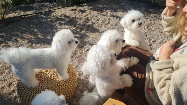 Bichon Frise | Foto 1
