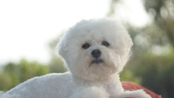 Cuccioli meravigliosi di bichon frise | Foto 0