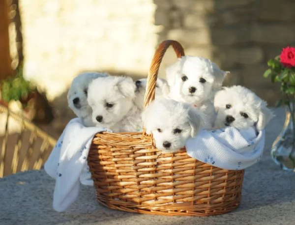 Bichon Frise | Foto 0