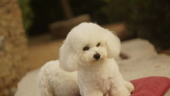 Il Regalo di Natale Piugrave Magico Che Aspettavi un Batuffolo dAmore | Foto 6