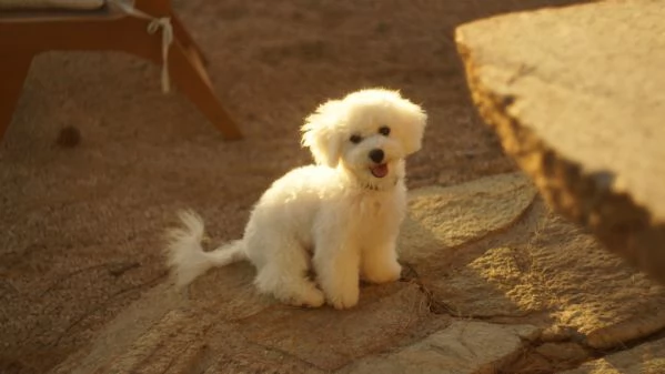 Cuccioli di Bichon Frise | Foto 6