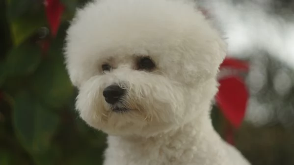 Bichon Frise | Foto 5