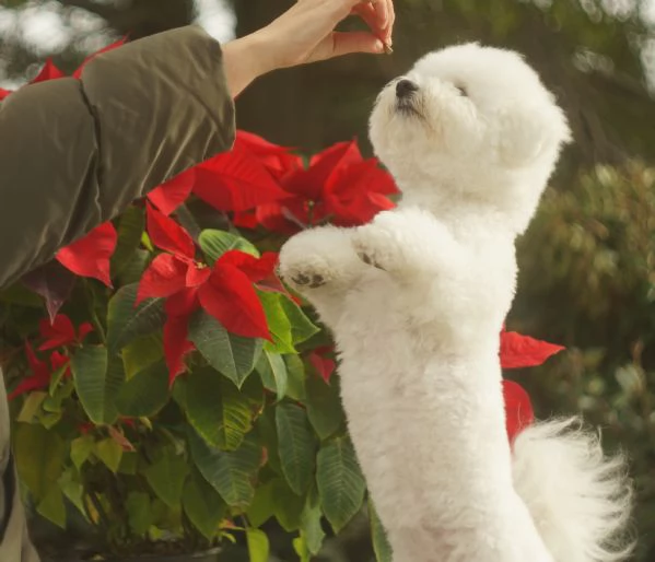 Bichon Frise | Foto 4